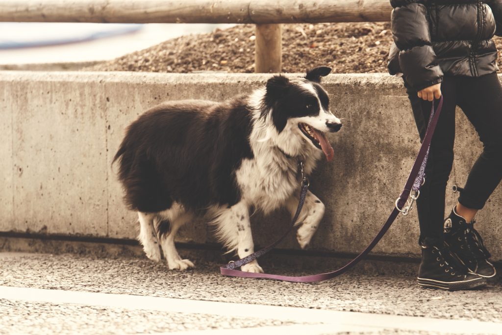 healthy vegan walking dog